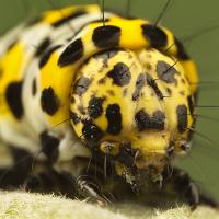 Mullein Moth caterpillar 1 